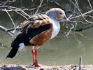 Orinoco Goose (WWT Slimbridge April 2013) - pic by Nigel Key